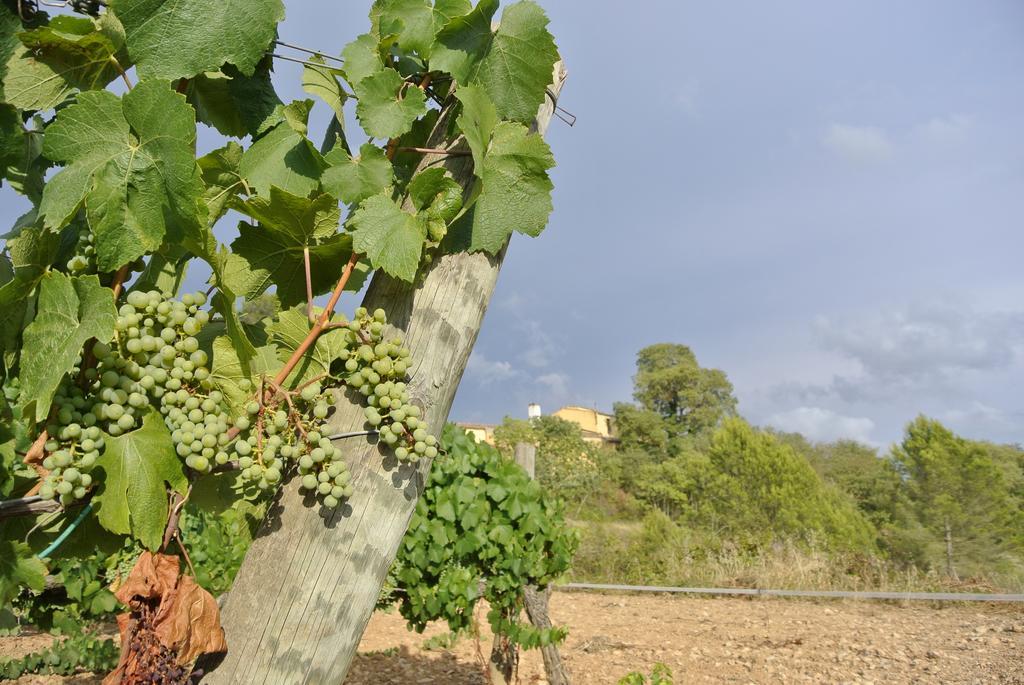 Maset Del Garraf ξενώνας Olesa de Bonesvalls Εξωτερικό φωτογραφία
